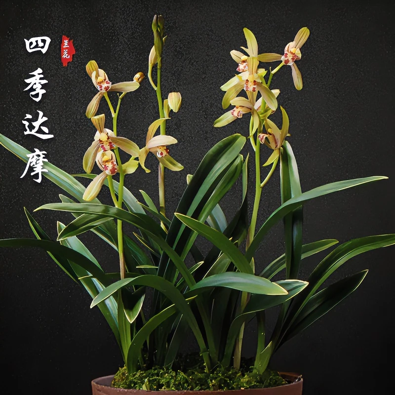建兰四季达摩四季兰 浓香兰花花卉绿植盆栽好养易活栽培夏季精品