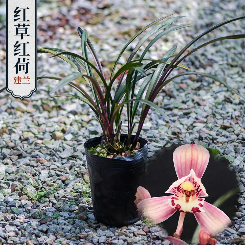 网红草红草红荷四季兰 兰花清香型红花栽培夏季黑红红色叶子花香