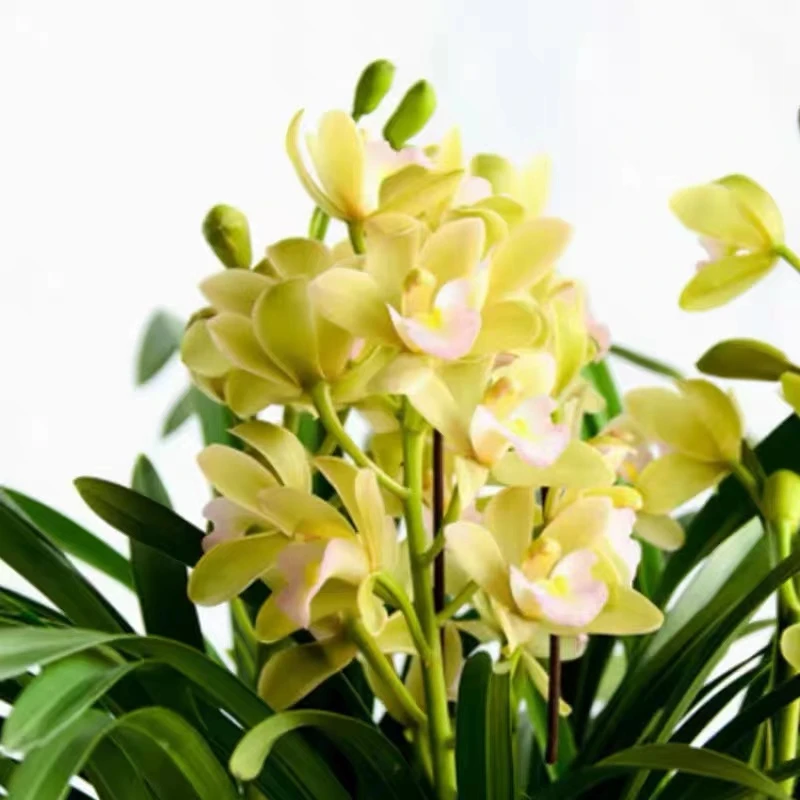 香水香兰1花蕙兰花卉兰花园艺绿植办公室茶台