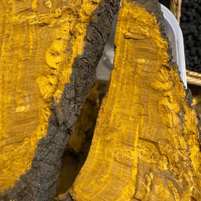 【西藏收货】西藏山货桑树桑黄灵芝