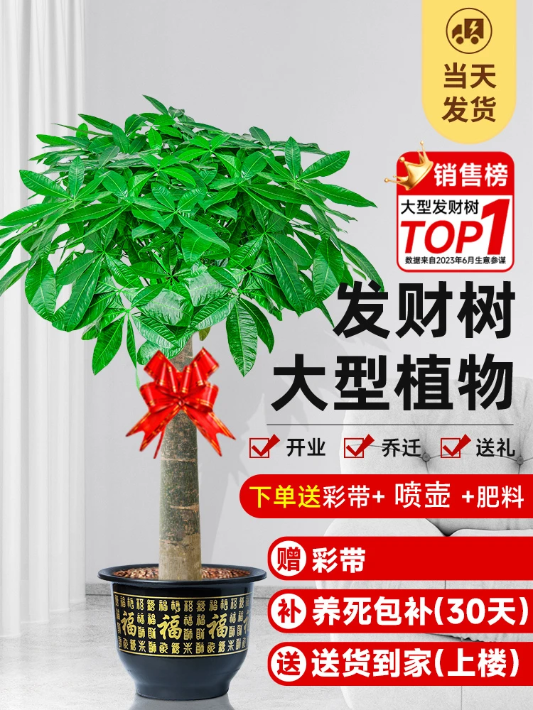 【直播】发财树客厅大盆栽棵招财办公室绿植室内大型植物花卉好开业