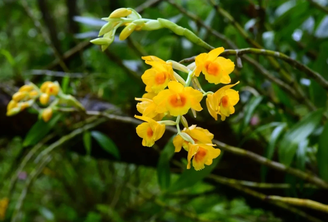 直播间专属链接，一物一拍、各样花色，自己下单默认发叠翘