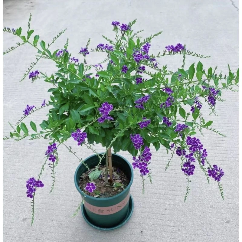 蕾丝金露花苗棒棒糖蓝精灵带花苞花园庭院多年生木本四季花卉耐寒