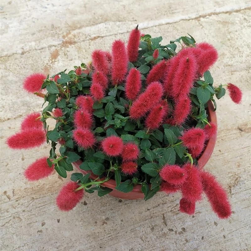 红樱吊兰花卉岁岁红盆栽狗尾巴花红穗铁苋菜垂吊花卉红色吊兰带花