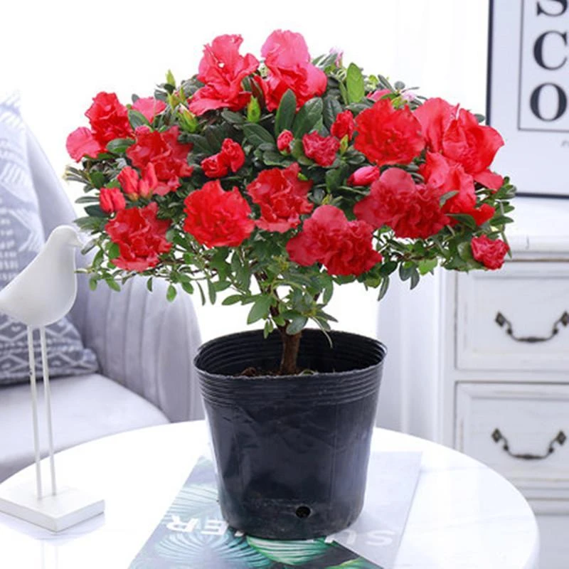 杜鹃花苗盆栽带花苞四季开花不断室内观花卉绿植植物老桩大棵好养