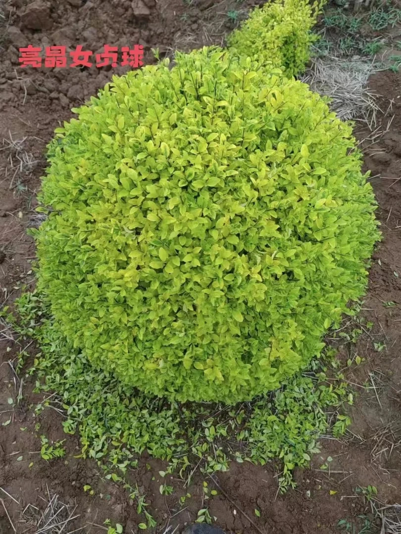 四季常青耐寒不落叶亮金女贞球亮晶女贞花园庭院花镜植物