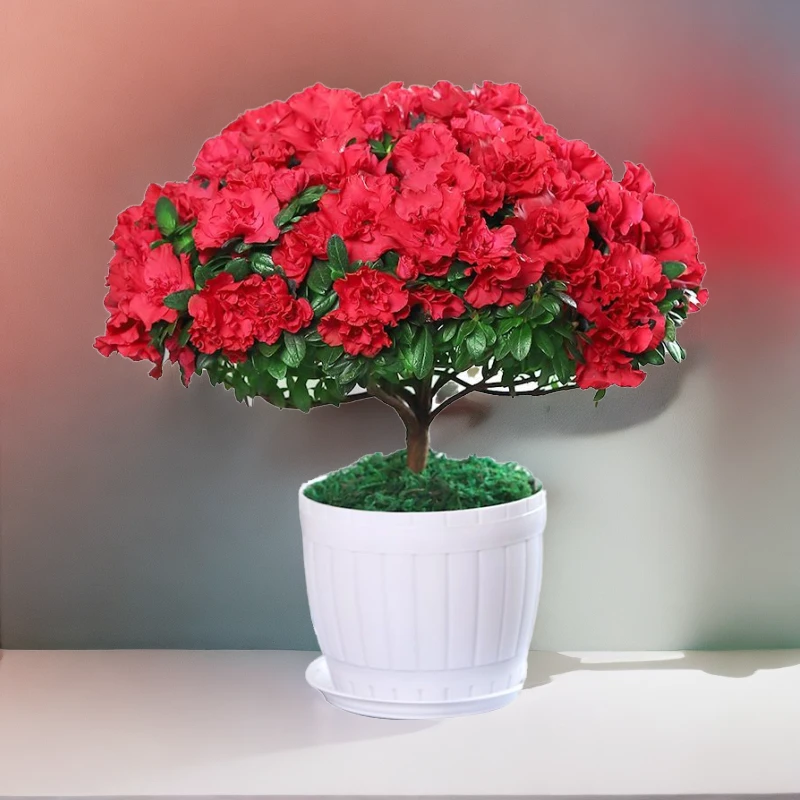 杜鹃花盆栽四季开花室内外种植带花苞发货绿植盆景