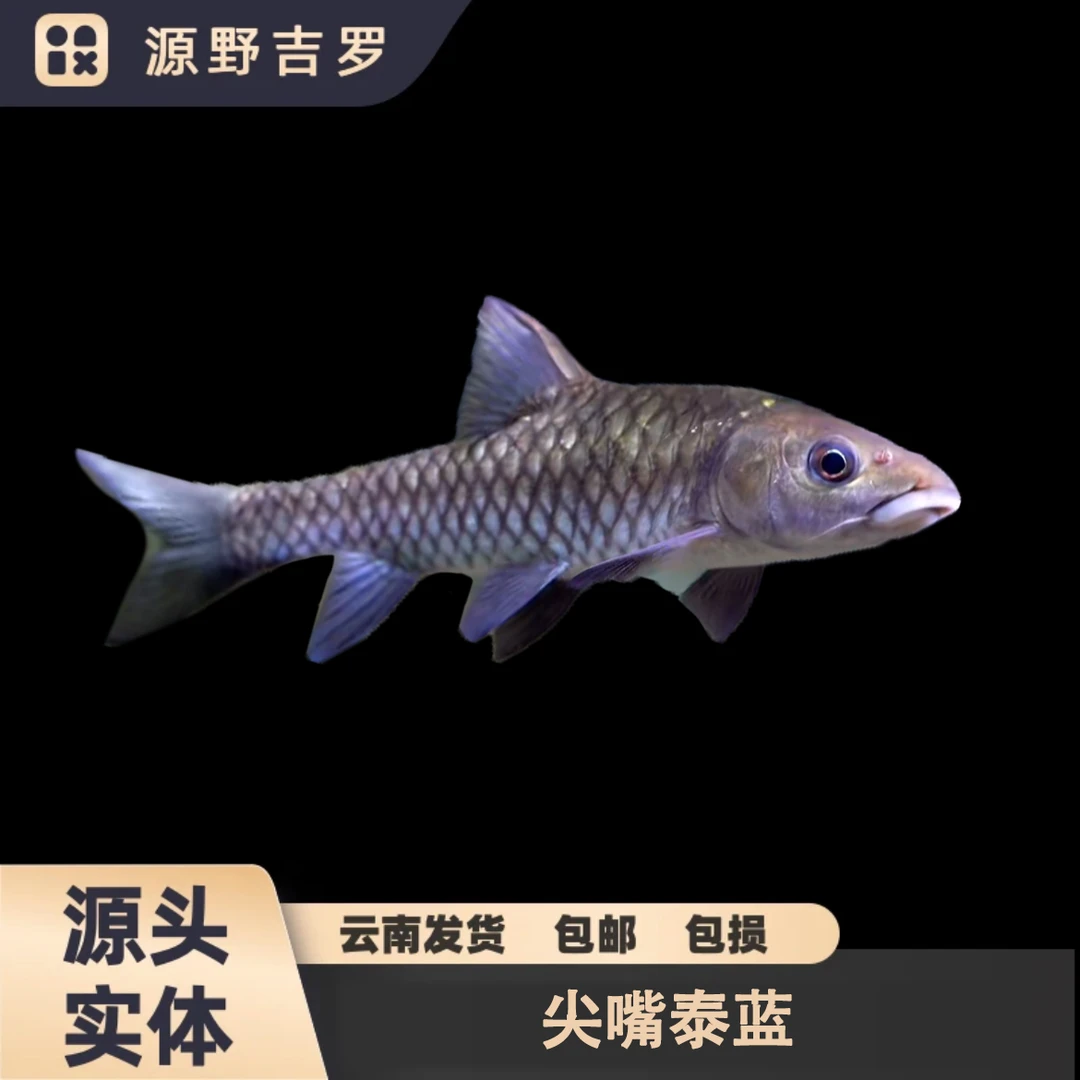泰国尖嘴泰蓝蓝吉罗东奈结鱼进口观赏鱼