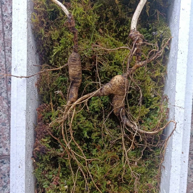 长白山新鲜林下山参籽货