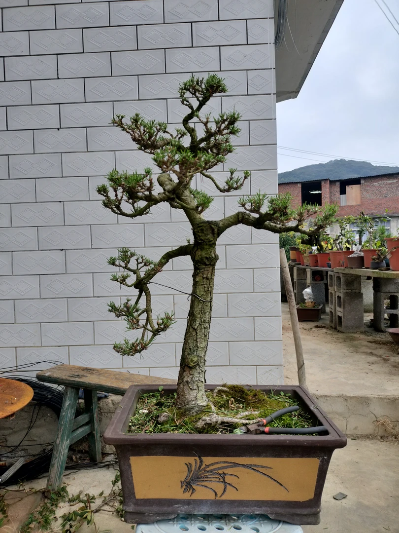 绿植园艺花奔，绿植盆栽造型盆景。