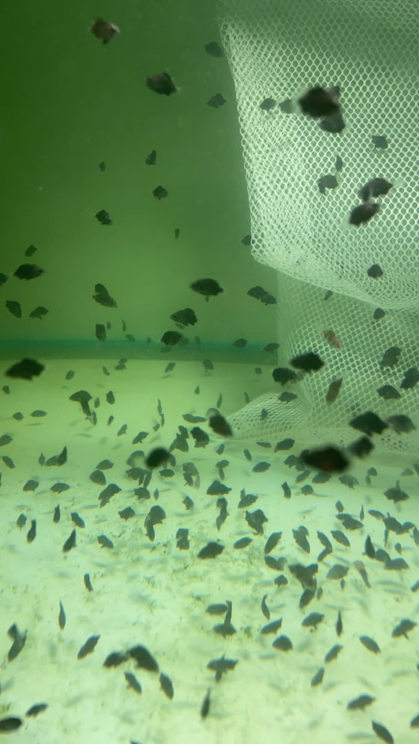 印尼虎鱼苗三纹虎鱼四纹虎鱼定水出售顺丰包邮发货