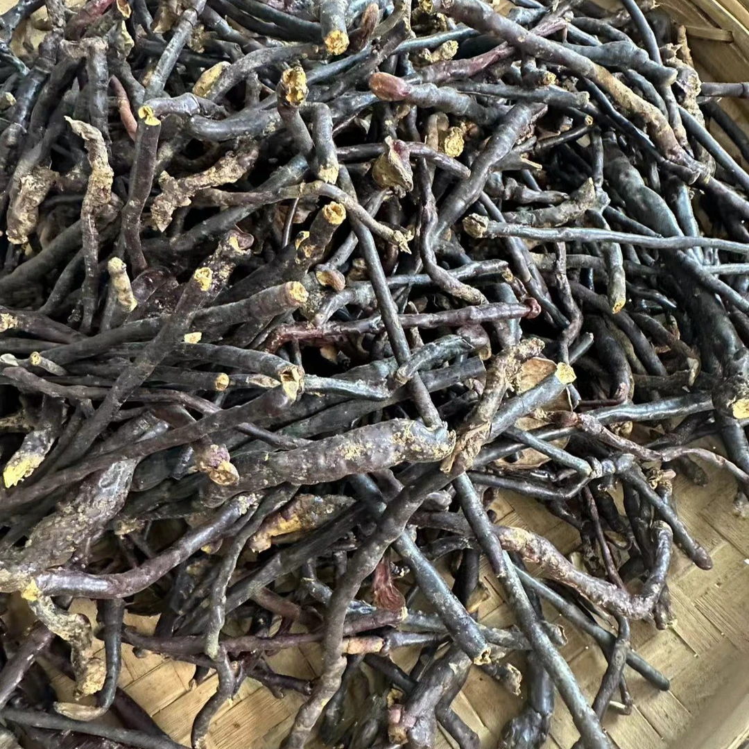 【灵芝王断枝嫩枝】2025年新货 新鲜采摘精选无硫煮水养生