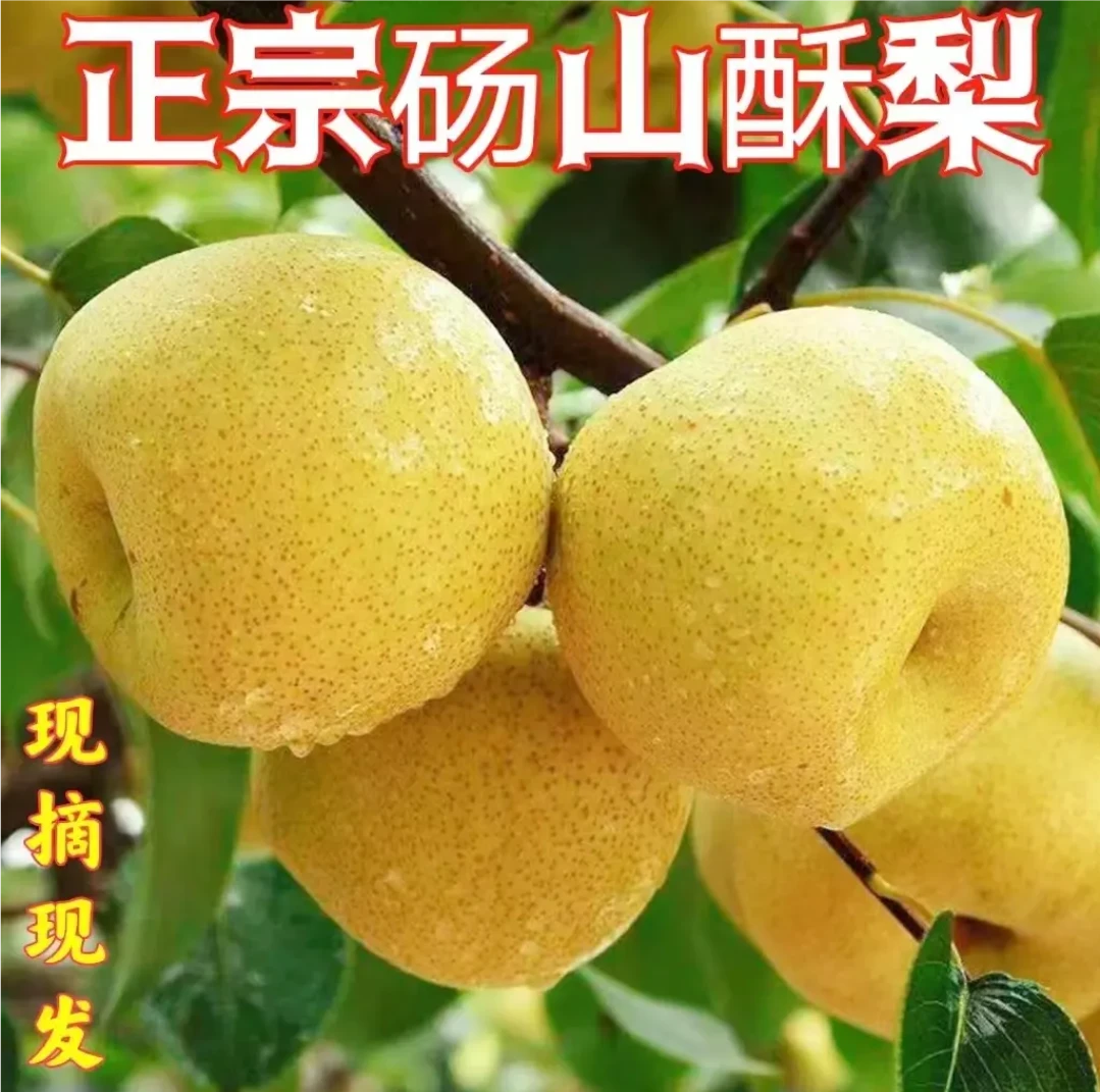 安徽百年老梨树正宗砀山酥梨