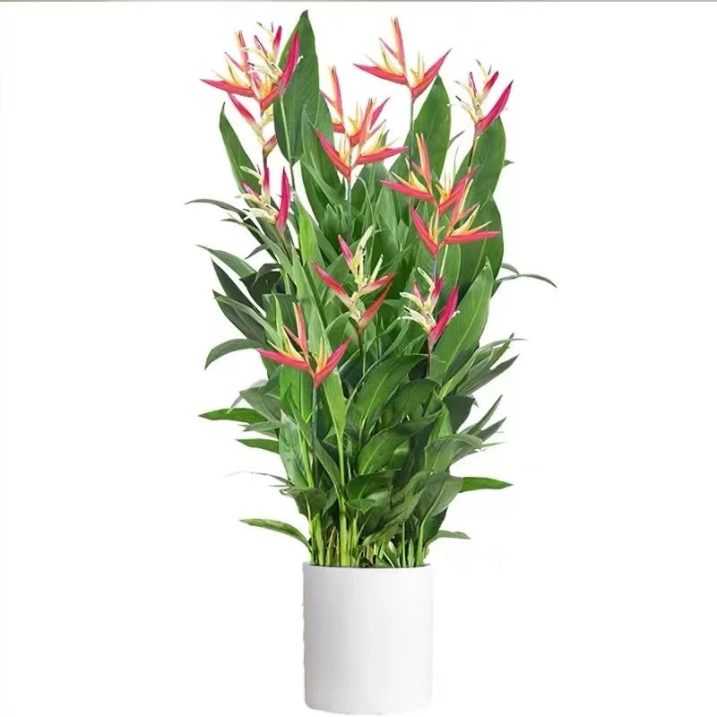 开花富贵鸟绿植大型室内落地盆栽吸甲醛净化空气好养活植物鹤望兰