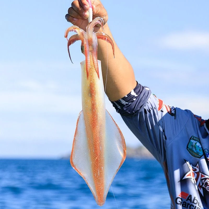 【两只两斤】手钓大管鱿鱼东山岛活冻火箭管乌贼枪鱿鱼鲜活速冻大管