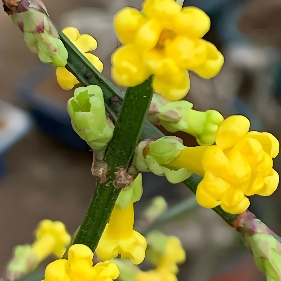 金珠迎春，三台变异品种！2年扦插苗，一盆13颗