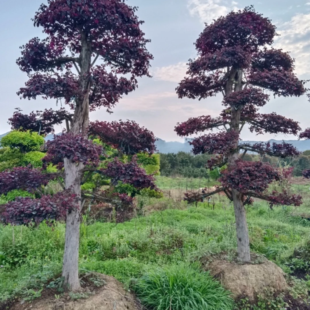 造型红继木 适合各种别墅庭院种植