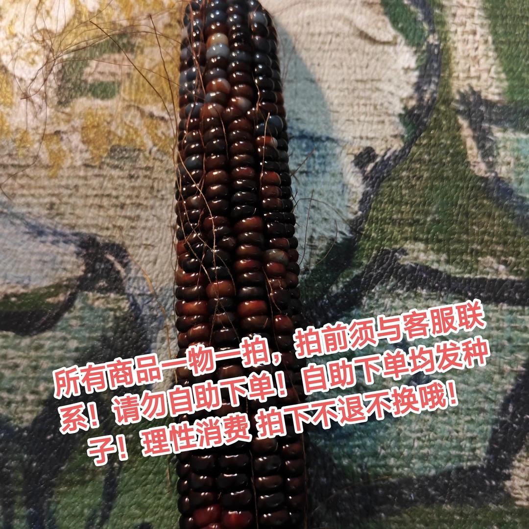 文玩玉米毛料2号链接