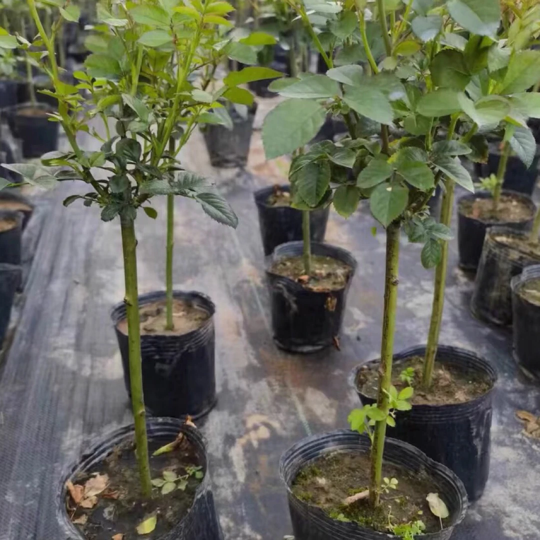 矮小棒棒糖树桩月季0.8厘米粗左右50厘米高左右