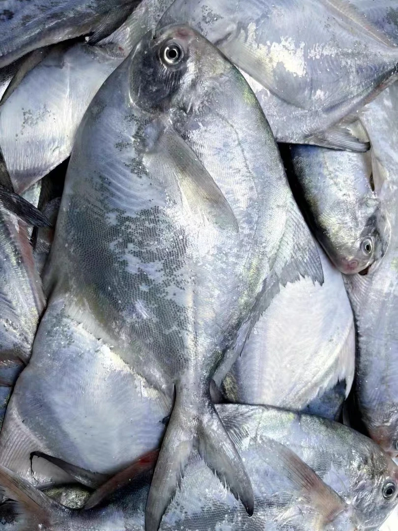 渤海湾海捕银鲳鱼  中平鱼  单条（3两-5两）