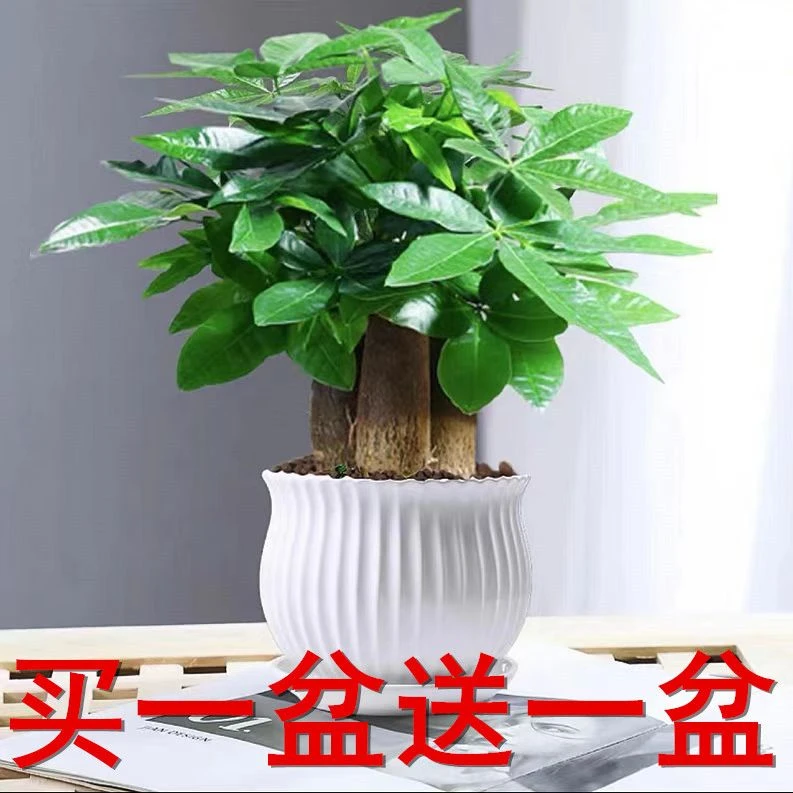 发财树盆栽买一送一室内客厅桌面绿植大发财树招财树办公室好养