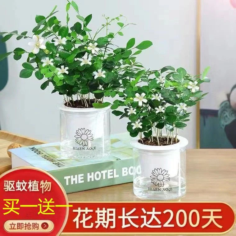 驱蚊九里香买一送一水培植物室内外浓香四季植物客厅阳台飘香花卉