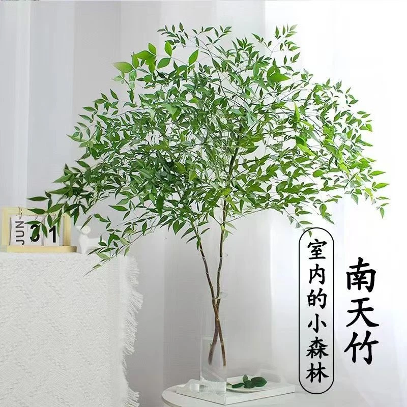 南天竹水培植物麻醉木吊钟平替绿植室内客厅北欧风网红植物好养