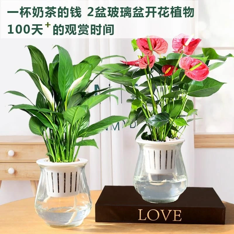红掌盆栽室内水培水养开花植物办公室四季好养绿植白掌一帆风顺