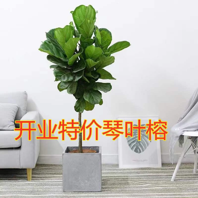 琴叶榕盆栽客厅网红落地绿植琴叶榕大型室内植物大叶四季常青