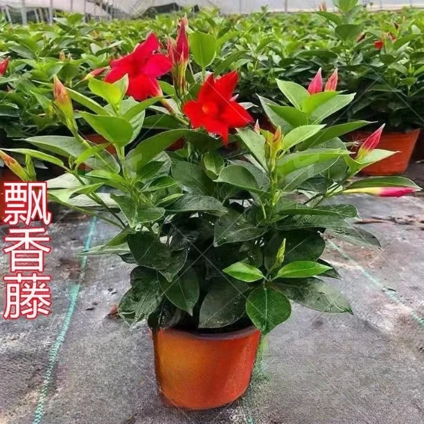 万里飘香藤四季开花庭院爬藤植物浓香型花卉室内阳台盆栽双喜藤