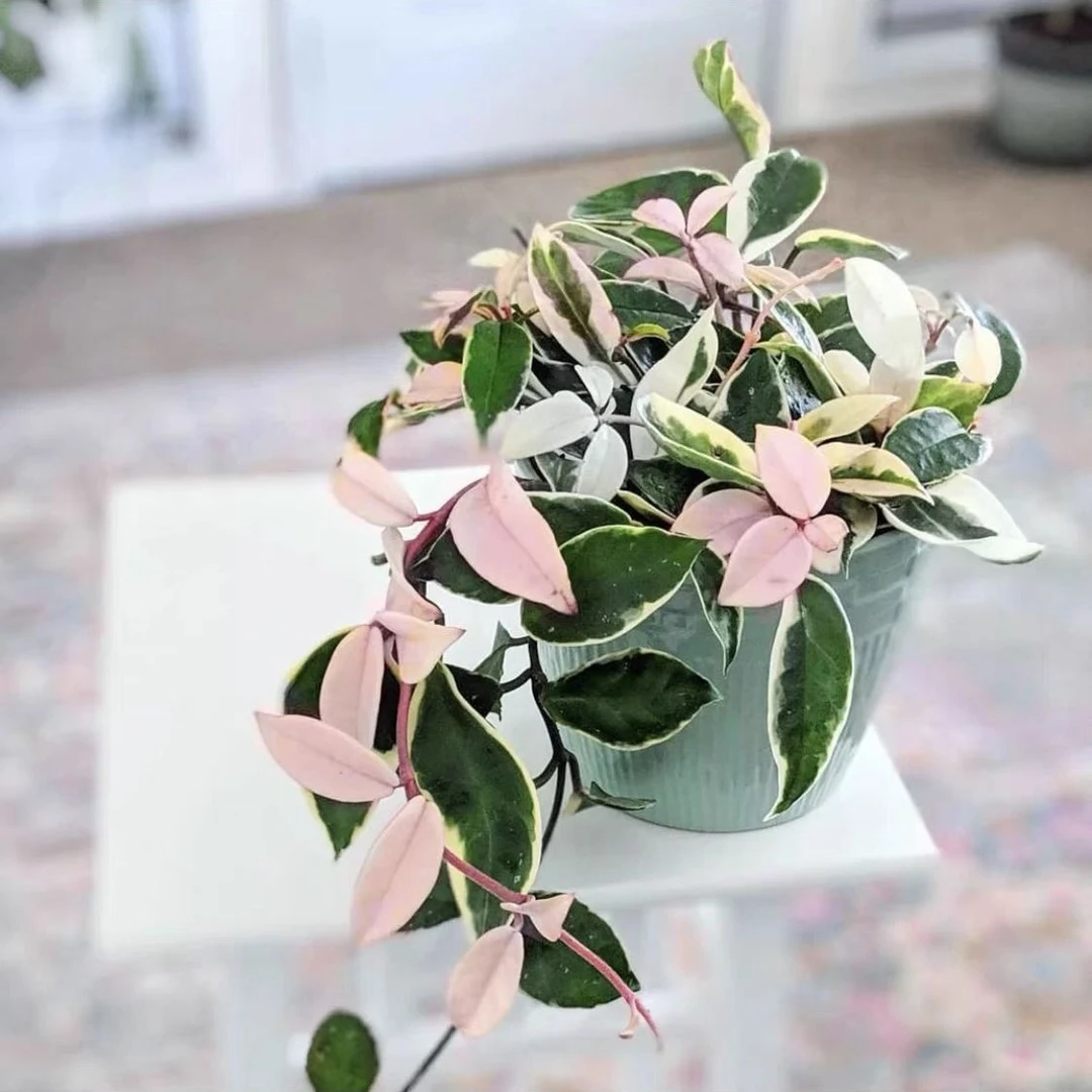 花叶球兰粉色锦色球金边花卉绿植阳台垂吊攀援开花植物盆栽室内