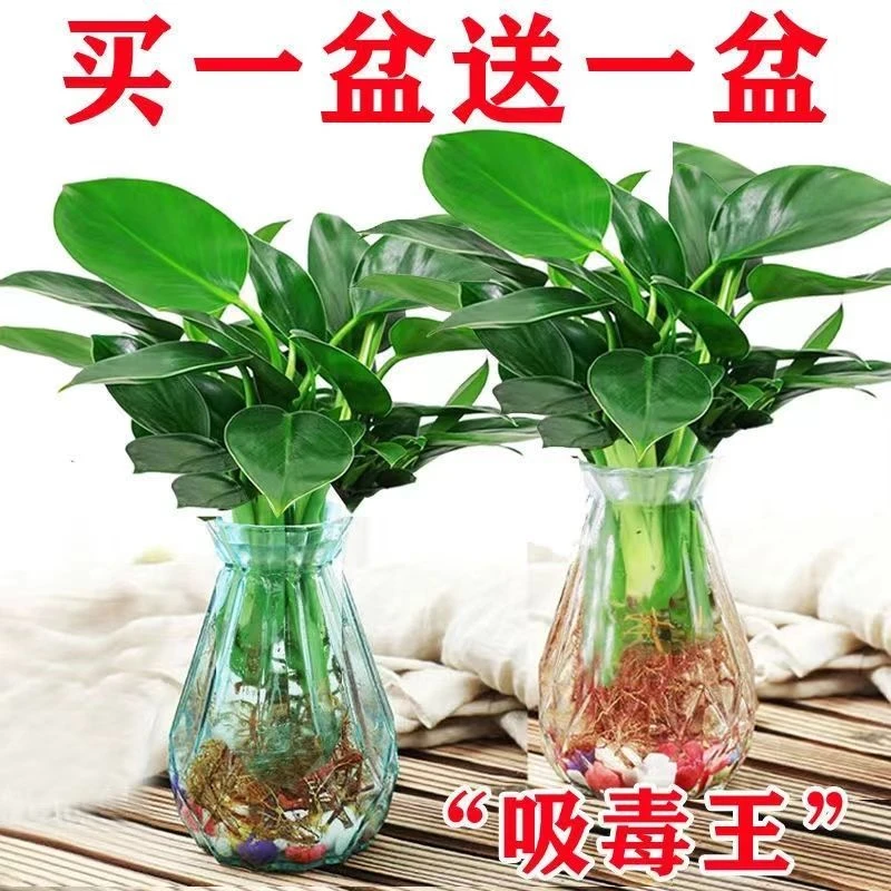 绿公主盆栽水培植物金钻吸毒王办公室好养四季常青新房吸甲醛绿植