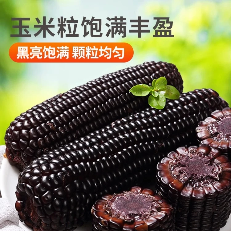 头茬黑糯玉米180g*10根香甜软糯饱腹熟制代餐营养美味