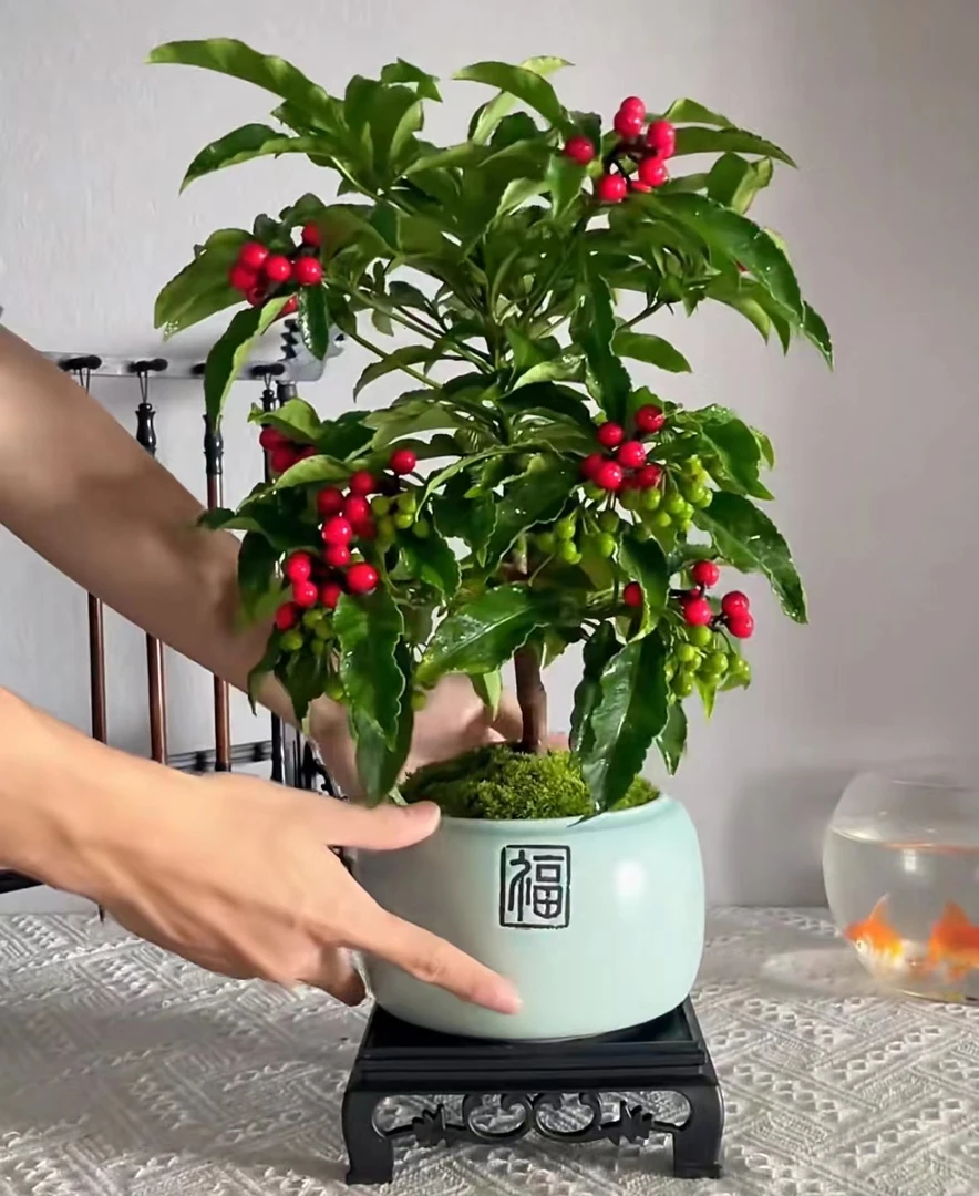 【森猫花园】带果富贵籽好养耐寒花卉室内植物富贵籽盆栽四季常青