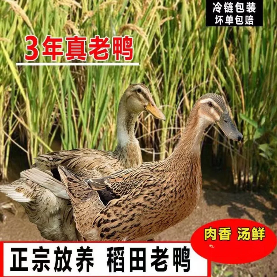 散养三年老鸭子土鸭农家水养老鸭鸭肉整只土鸭新鲜现杀批发1000g
