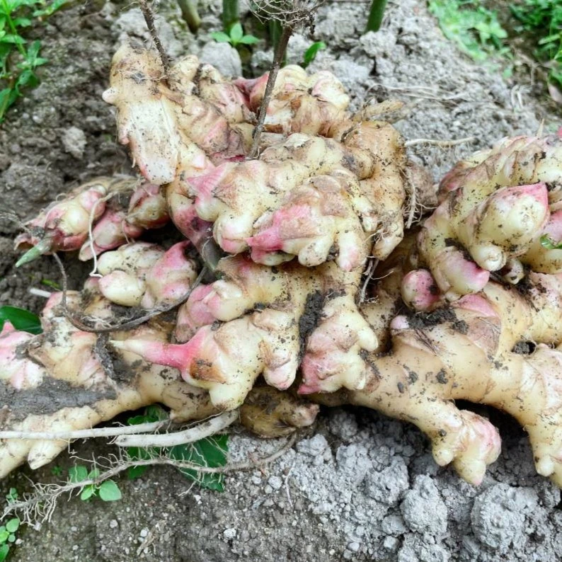 江西信丰虎山本地农家香辣小黄姜1500g／3000g 食用