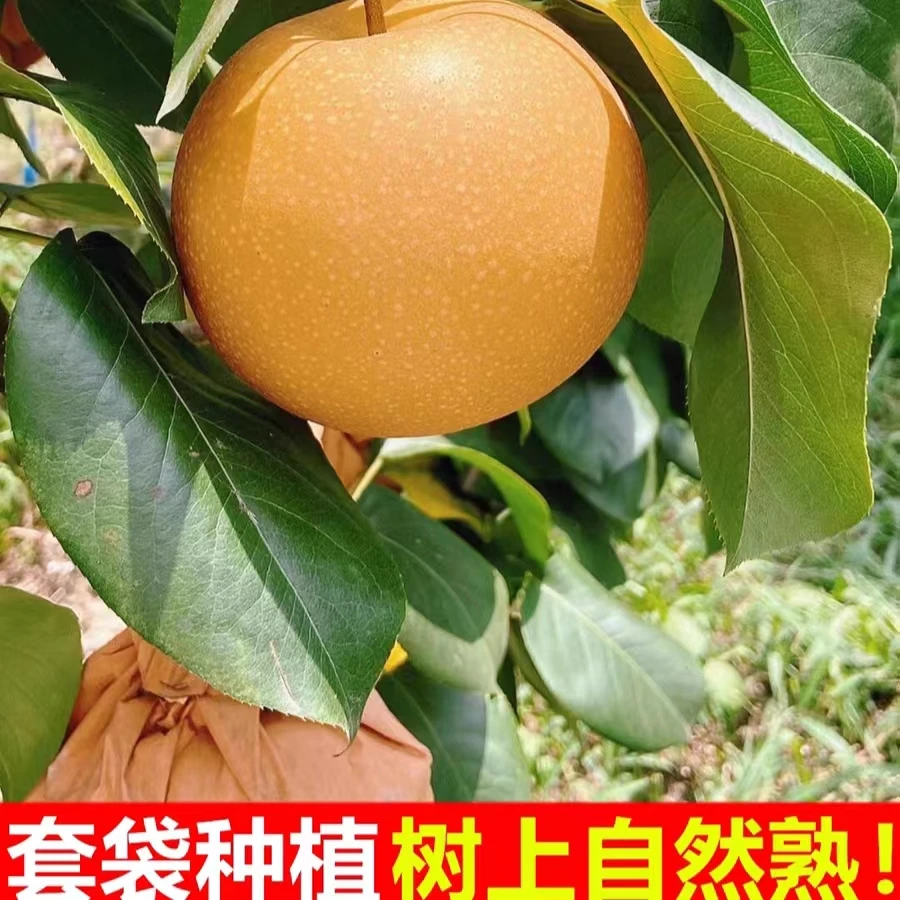 山东正宗莱阳秋月梨 脆甜多汁  应季水果 4.5斤泡沫箱