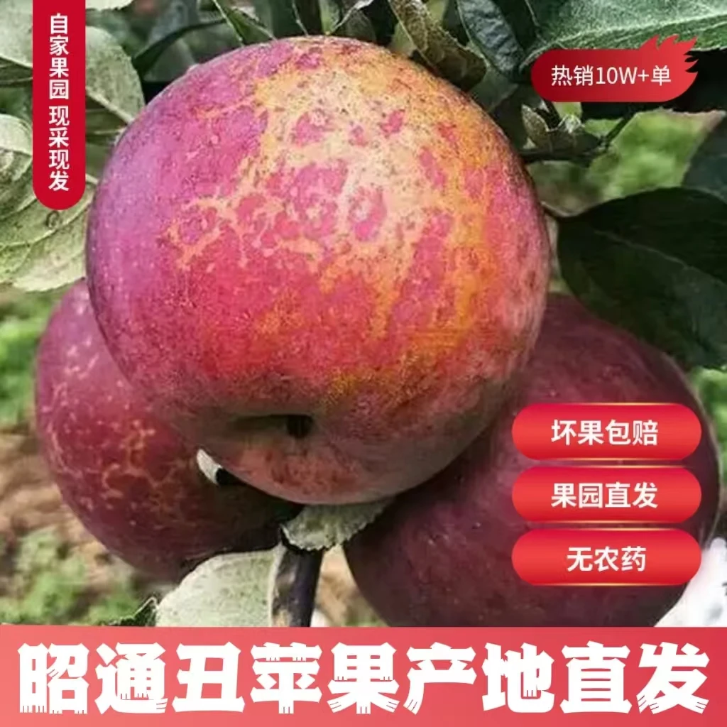 【坏果包赔】正宗云南昭通冰糖心丑苹果现摘当季水果产地直发