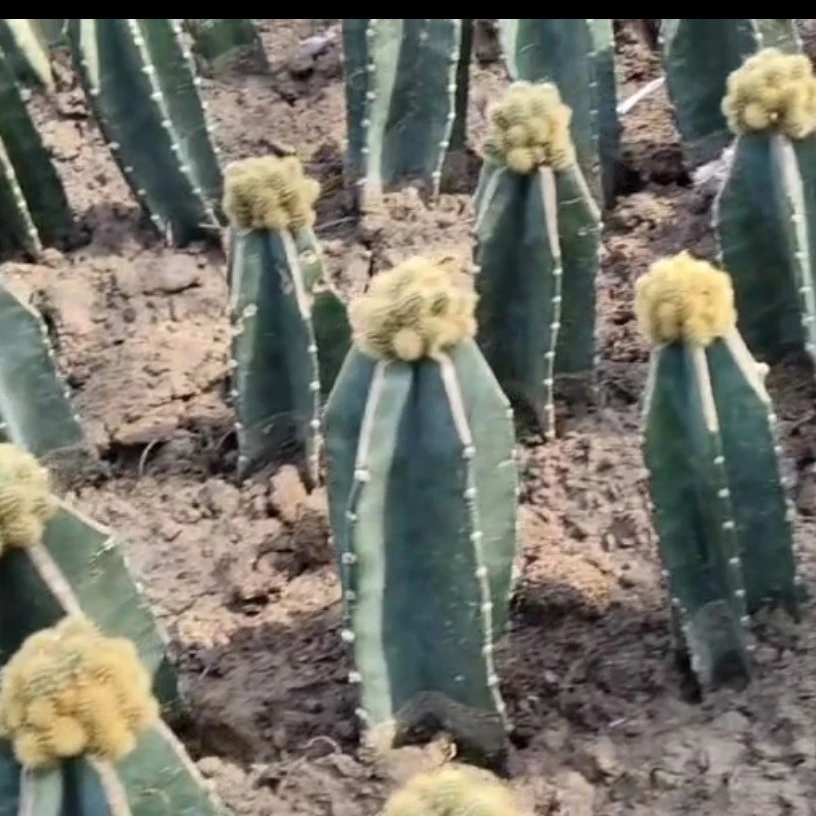 金妞摩紫，它喜欢开红色花