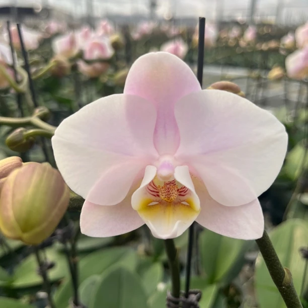 低饱和度『罗曼史情人』蝴蝶兰 推荐新手入 容易入手