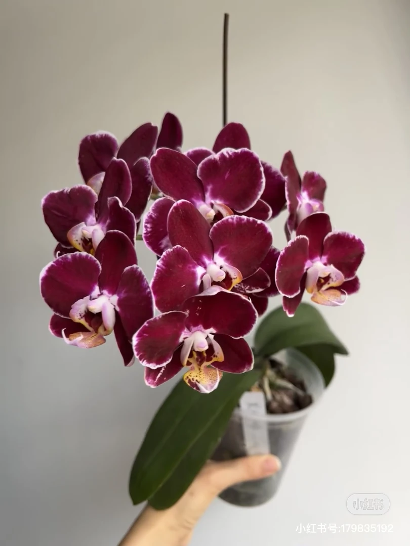 新鑫蝴蝶兰【黑珍珠】3.5寸杯 花苞珠