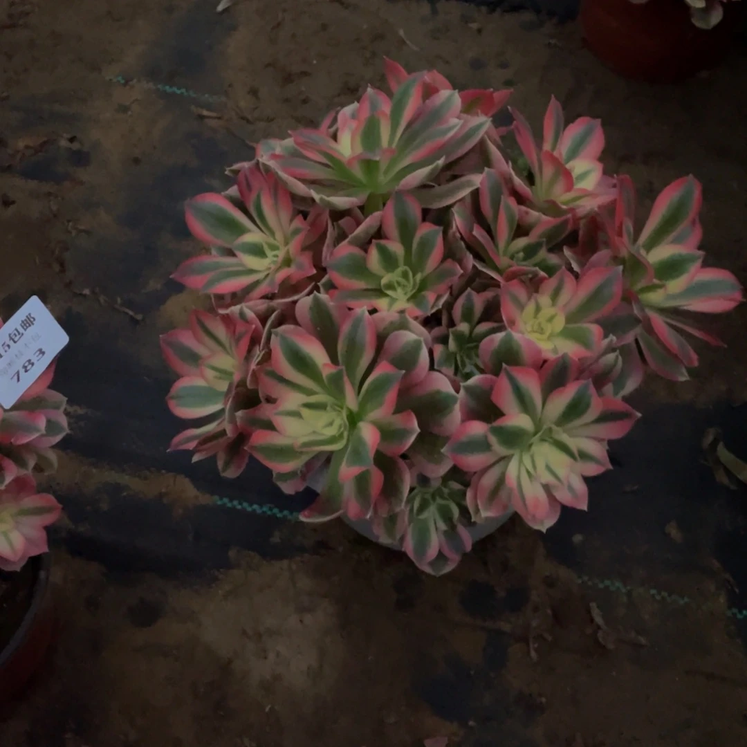 784分女法师多肉断枝不包