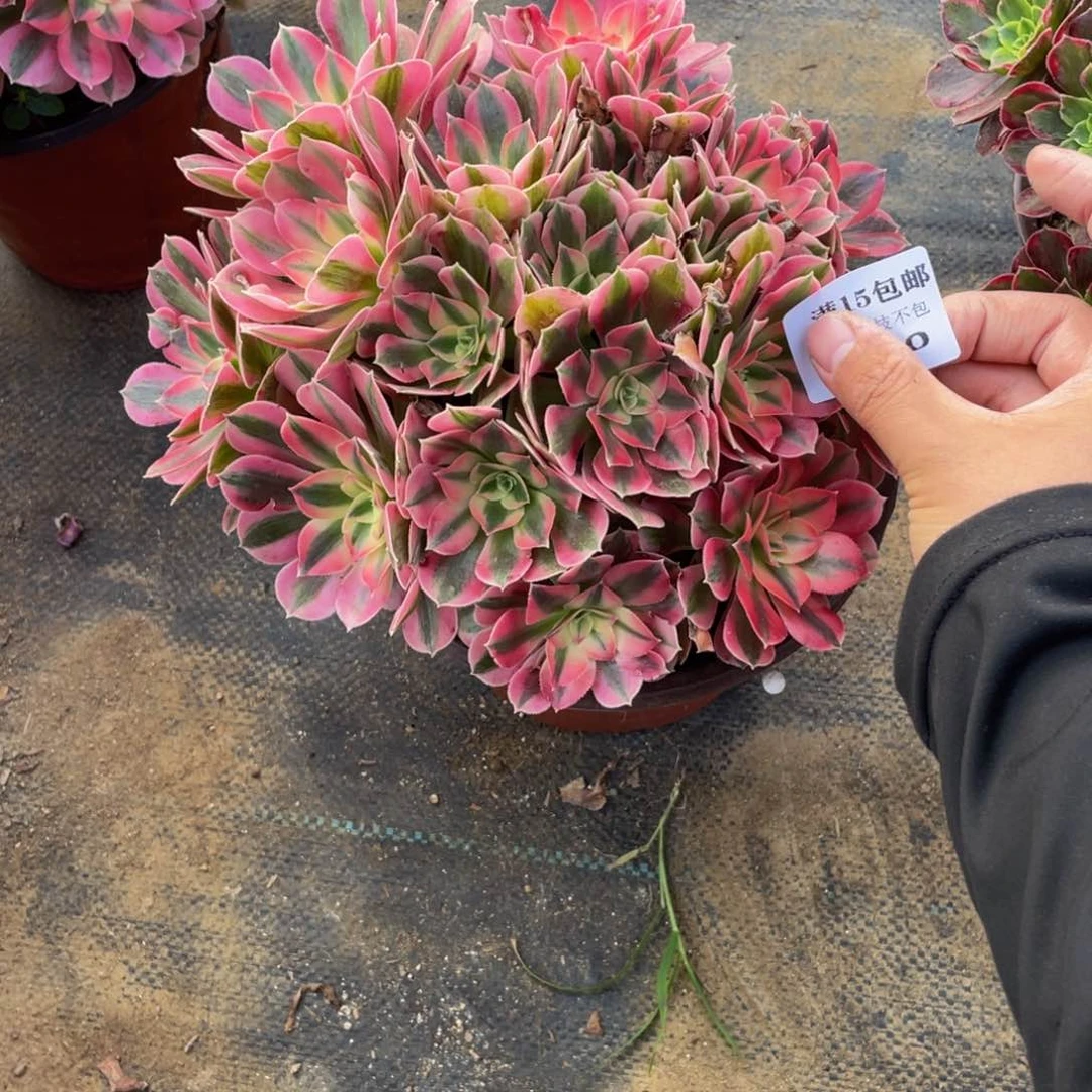 340花蝴蝶法师多肉断枝不包