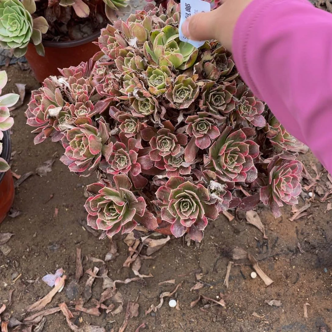 6590安娜法师多肉断枝不包不售后