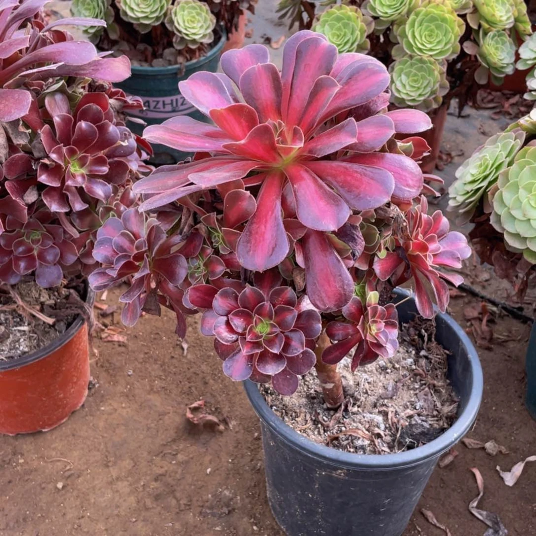 4767花哪法师多肉断枝不包不售后