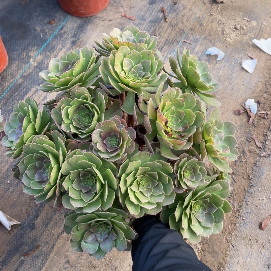 1591万法师多肉断枝不包