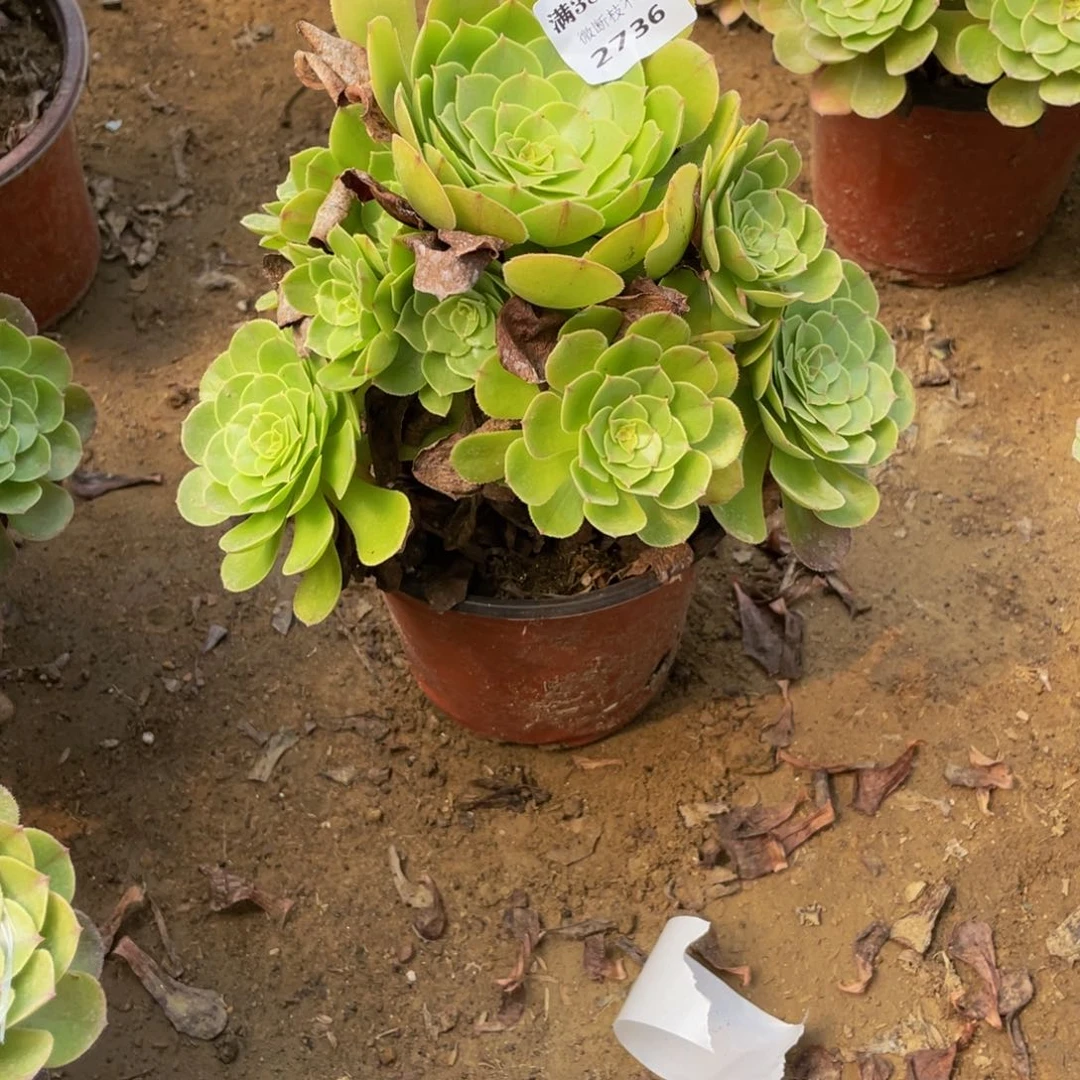 2736万法师多肉断枝不包不售后