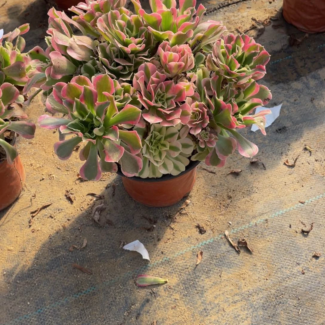 1268雨花石法师多肉断枝不包