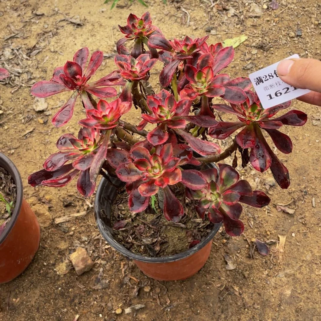 1621箱法师多肉断枝不包