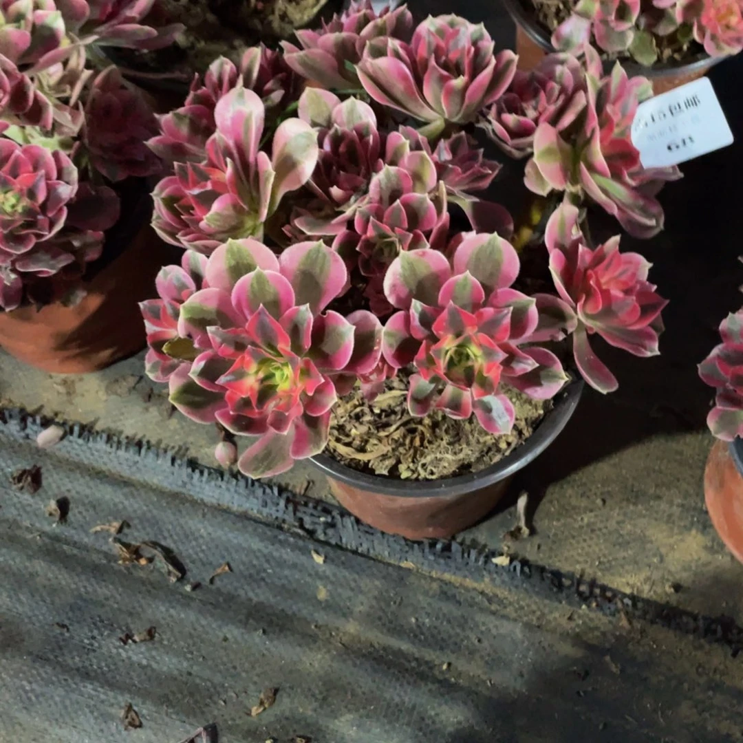 68分女法师多肉断枝不包